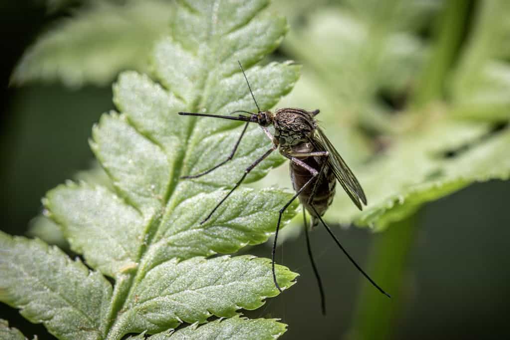 Close-up image of a mosquito perched on a green leaf, showcasing insect detail and texture.