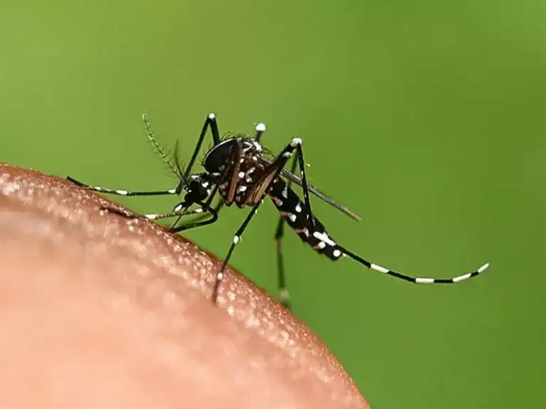 Két halálos kór tombol – közegészségügyi vészhelyzetet hirdettek